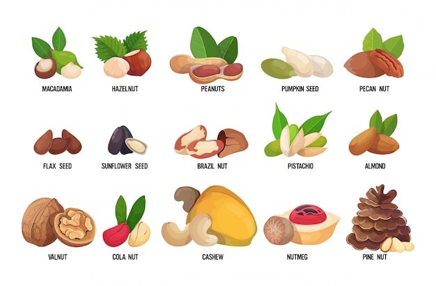 Vector set of named nuts and seeds isolated