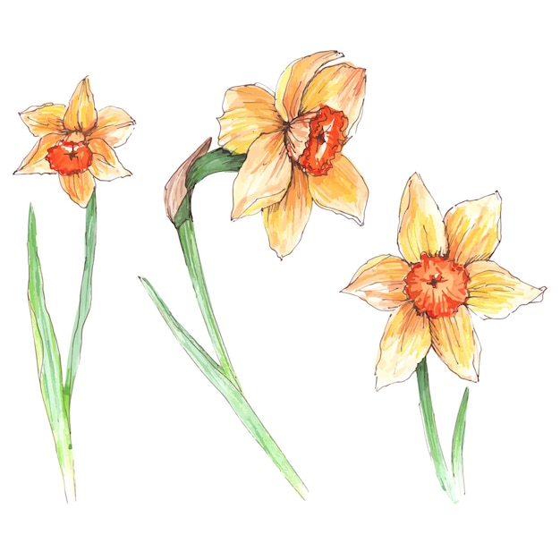 Set narcissus flowers on a white background isolated