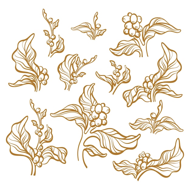 set of natural coffee branch with leaf bean Floral hand draw illustration Vintage sketch