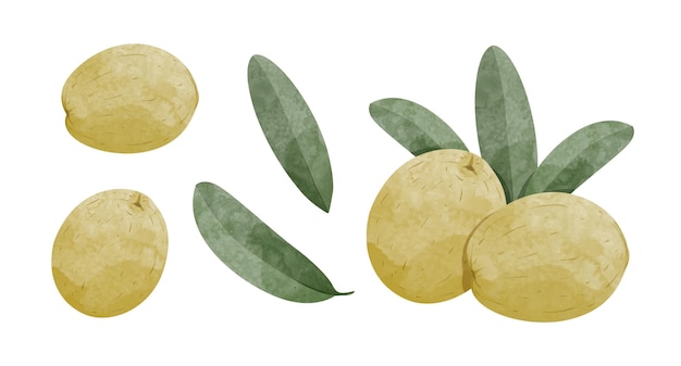 Set of Olive with leaves Design elements watercolour style vector illustration