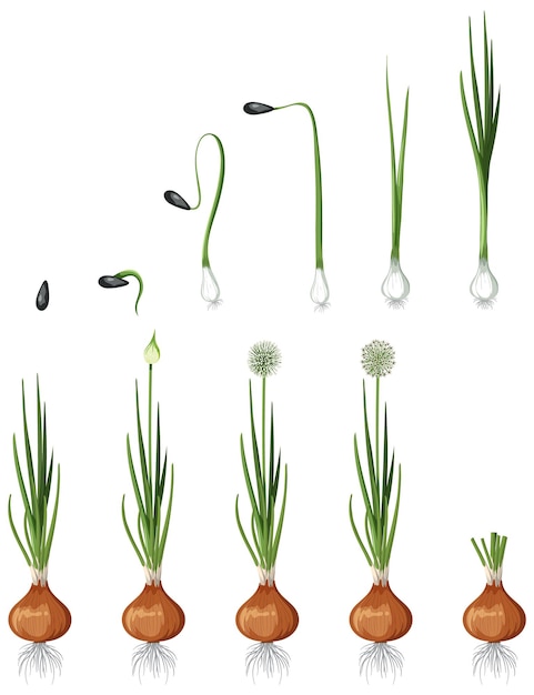 Set of onion plant element isolated