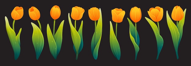 Set of orange blooming tulips