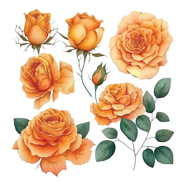 Set of orange roses watercolor paint