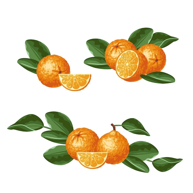 A set of oranges isolated from each other