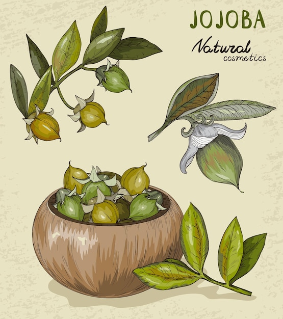 Set of organic Jojoba fruit