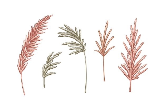 Set of pampas grass branches Modern floristry design elements Vector illustration in sketch style