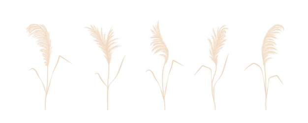 Set of pampas grass Dry cortaderia in beige colors Bohemian dried flowers