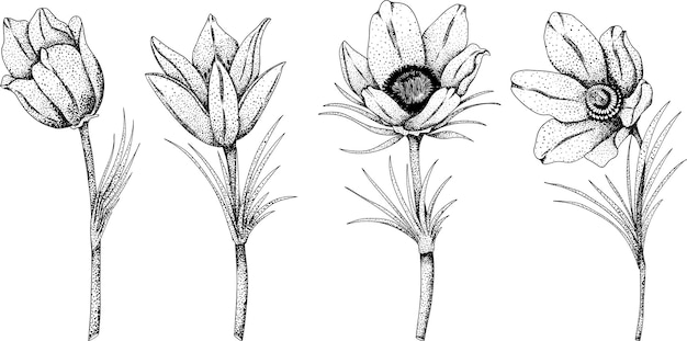 Set pasqueflower Pulsatilla pratensis flowers Hand drawn spring flowers