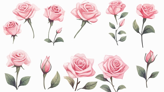 Set of Pastel Pink Rose Flowers on White Background