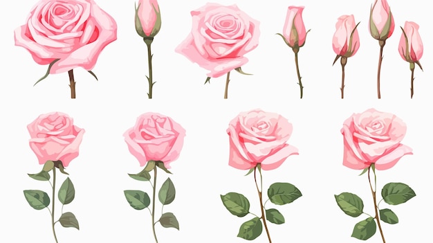 Set of Pastel Pink Rose Flowers on White Background