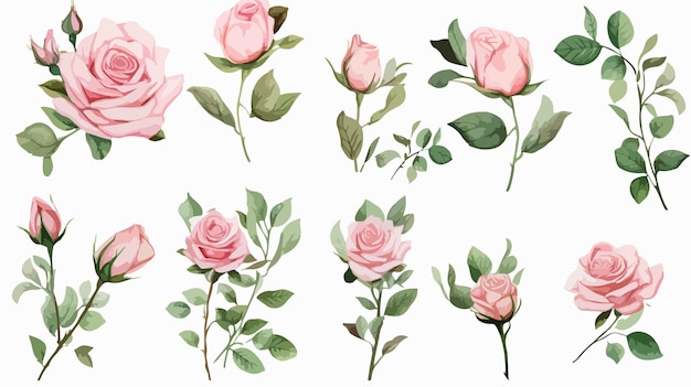 Set of Pastel Pink Roses and Green Leaves and Branch