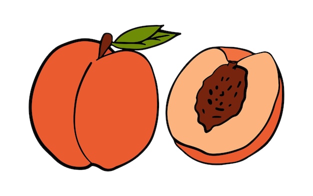 A set of peaches, whole and cut. Colored isolated objects on a white. Cartoon vector, hand drawn