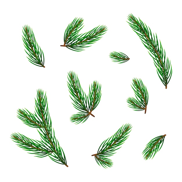 Set of pine or fir twigs