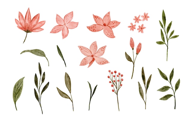 Set of pink cana lily flower watercolor drawing