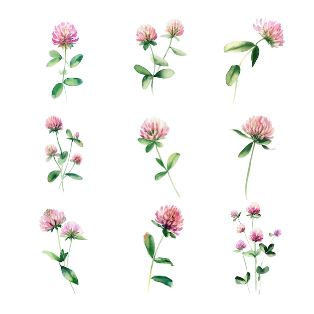 A set of pink clovers with green leaves and flowers