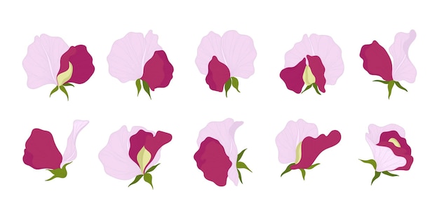 Set of pink sweet pea blooming flowers illustration