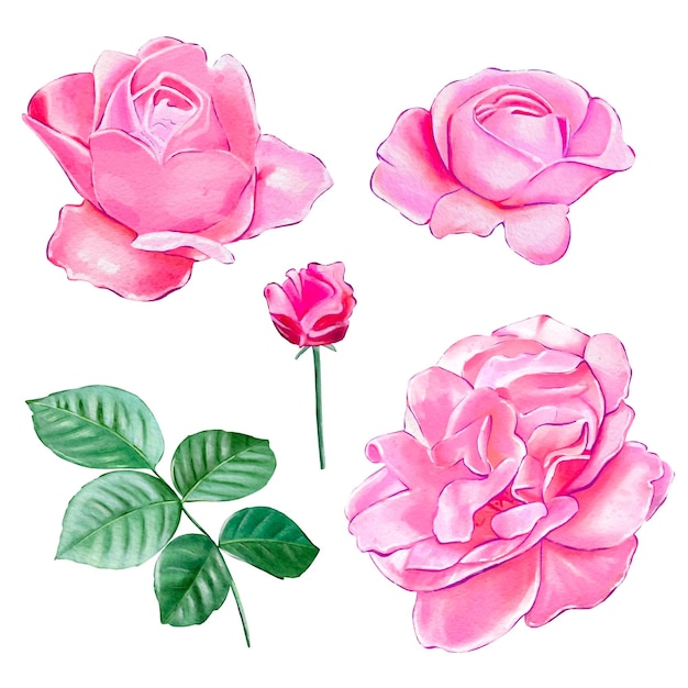 Set of pink tea roses