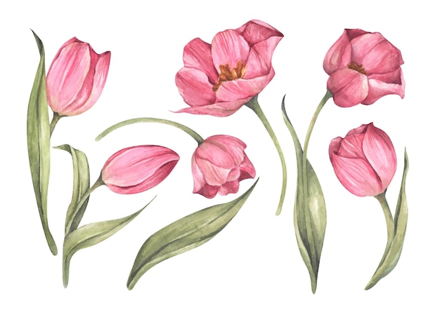 Set of Pink tulips. Watercolor floral botanical illustration.