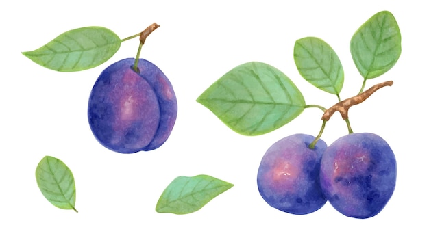 Set of plum fruits Purple berries on branches with leaves Ripe fruits for a healthy diet