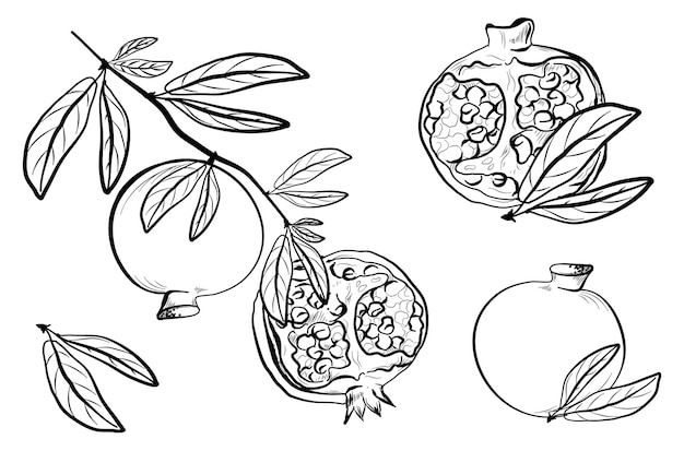 A set of pomegranates weighing on the branches of a tree with leaves freehand drawing vector