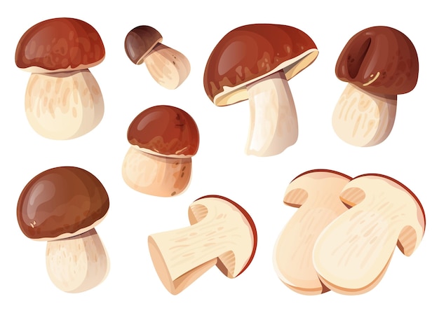 Vector set of porcini mushrooms whole and sliced