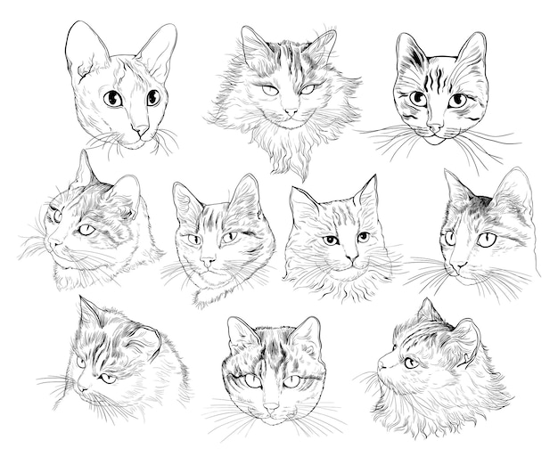 A set of portraits of different cats Vector sketch Handdrawn illustration