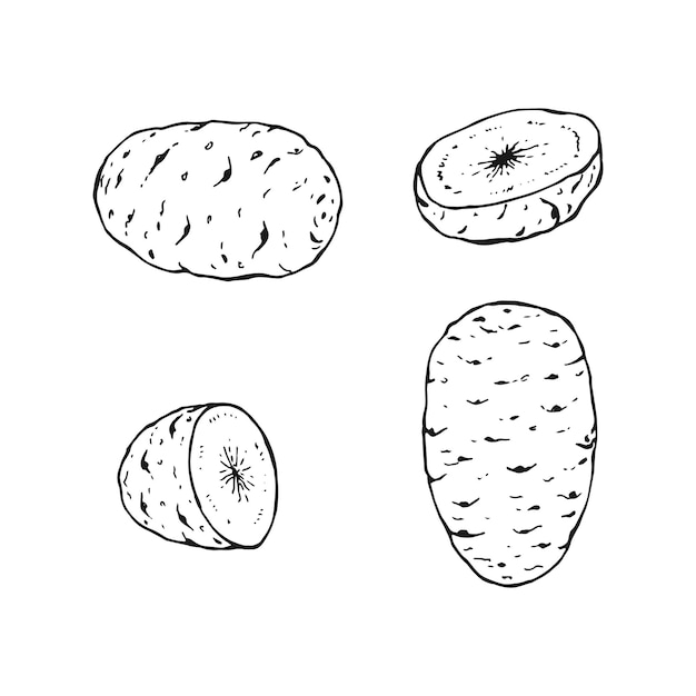 Set of potato outline Hand drawn vector illustration Farm market product isolated vegetable