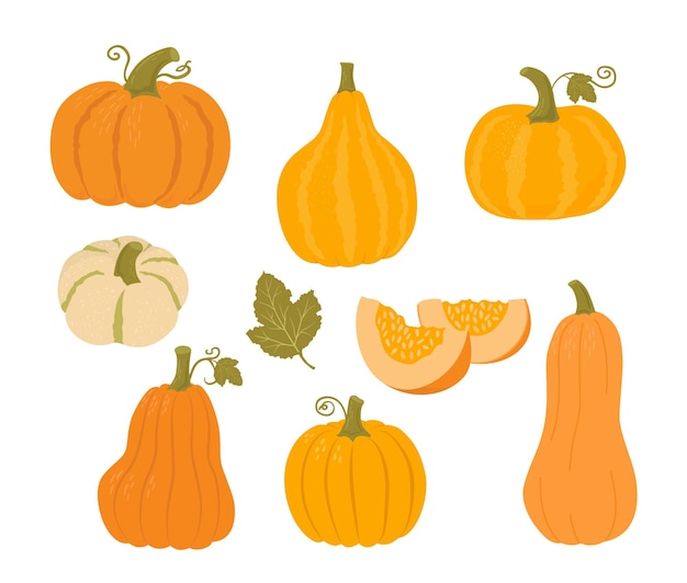 Set of pumpkin of different shapes and colors. Autumn vegetables vector illustrations. Healthy food.