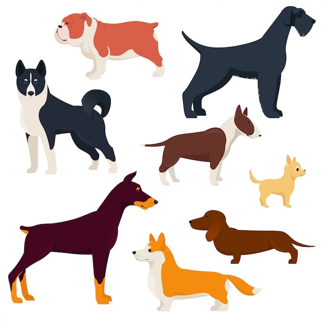 Set of purebred dog breeds.    illustration