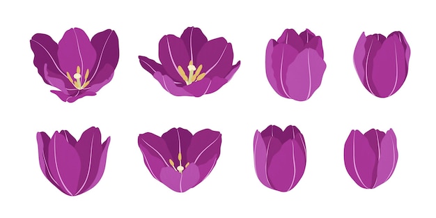 Set of purple tulip blooming flowers illustration