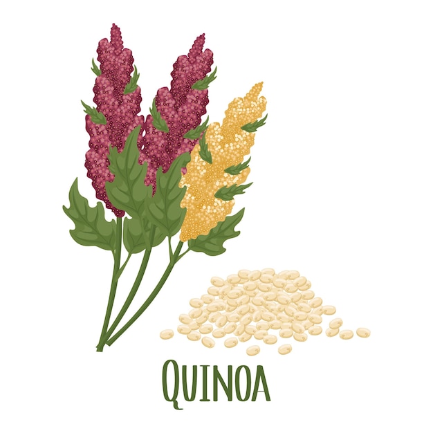 Set of quinoa grains and spikelets Quinoa plant quinoa grains scattered Agriculture food