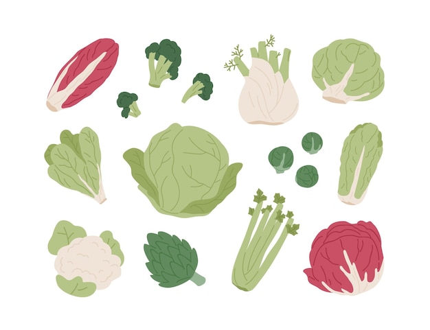 Set of raw organic farm vegetables. Red and Chinese cabbages, lettuce, broccoli, Brussels sprout, cauliflower and celery. Flat vector illustration of healthy natural food isolated on white background.