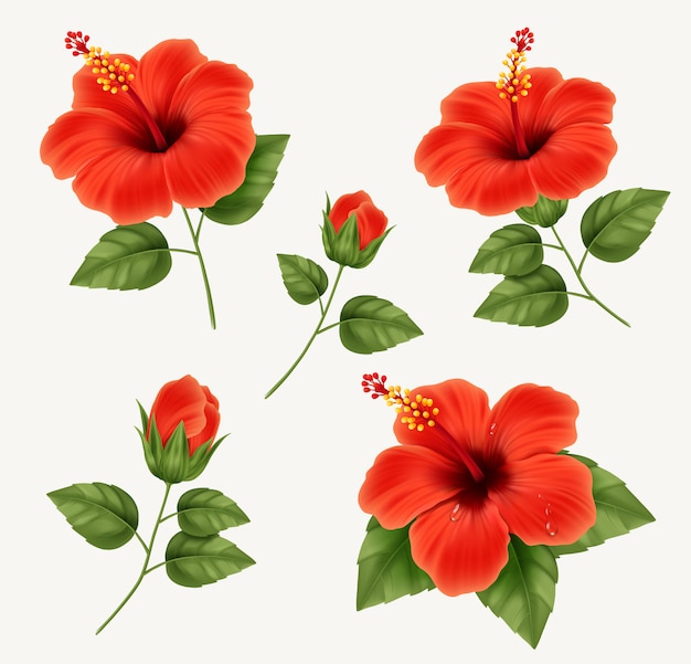 Set of realistic beautiful hibiscus flower with buds and leaves. illustration with hibiscus flower