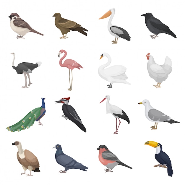 set of realistic birds