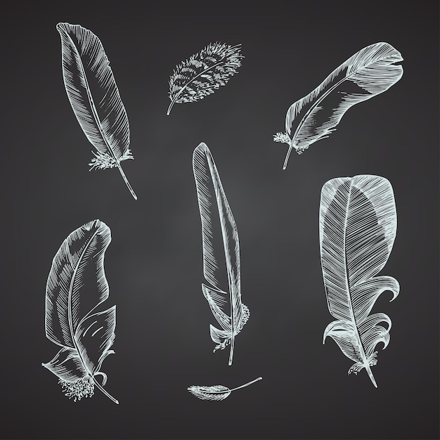 Vector set realistic sketch of bird feather on chalkboard background detailed ink line pen clip art black and white boho clipart hand drawn engraving style plume vintage vector illustration