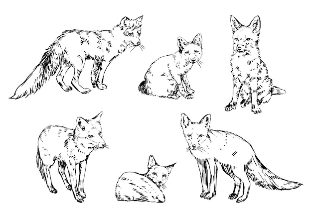 Set of realistic sketches of foxes Doodle of forest wild animals Hand drawn vector illustration Clip arts collection isolated on white