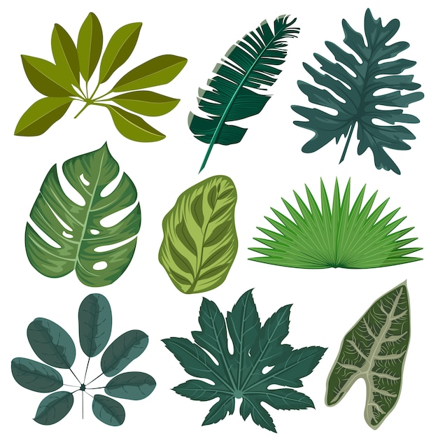 Set realistic tropical leaves and plants