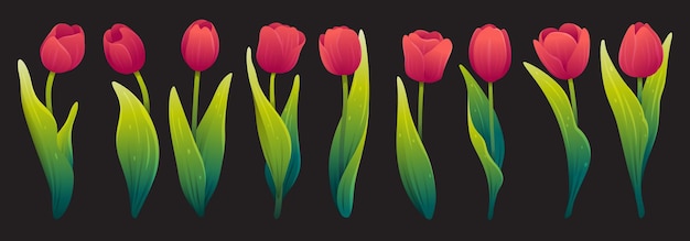 Set of red blooming tulips