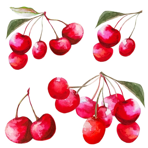 Set of red cherries sakura fruit vector illustration