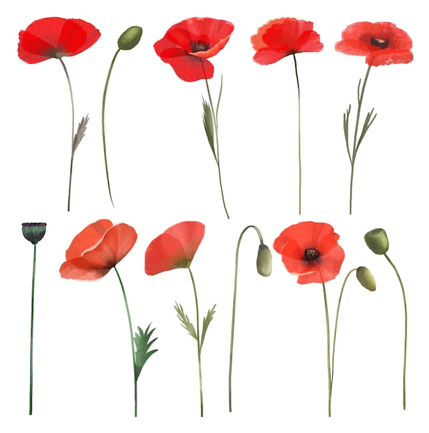 Set of red poppies wildflowers clipart isolated illustration on white background