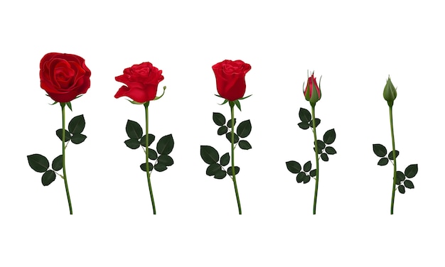 Set of red rose flower isolated