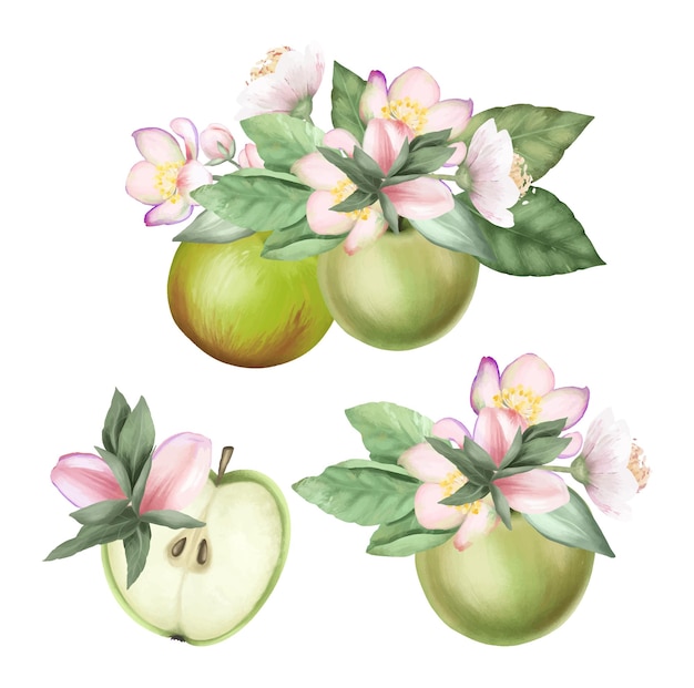 Set of ripe green apples and blooming apple tree branches spring apple bouquets