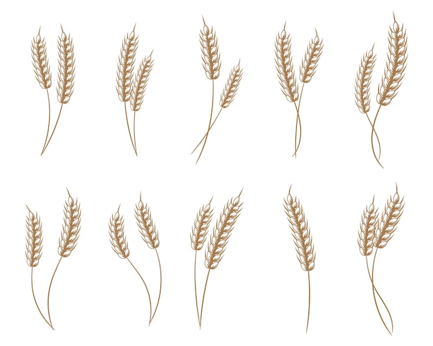 Set of ripe spikelets of wheat or rye. Set of elements, illustration, vector