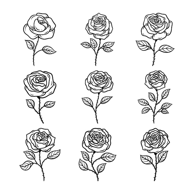 set of rose flower hand drawn vector