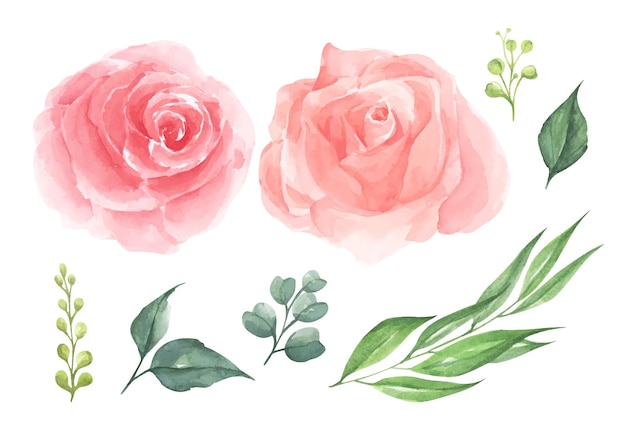 Set of rose flower Watercolor illustration