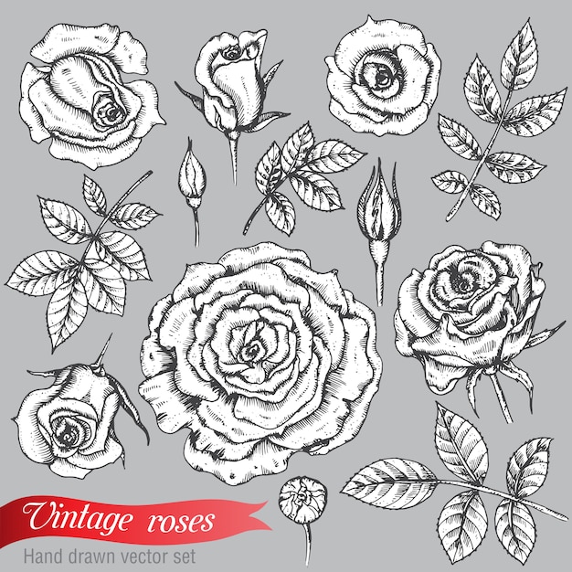 Set of roses and leaves, hand drawn illustration