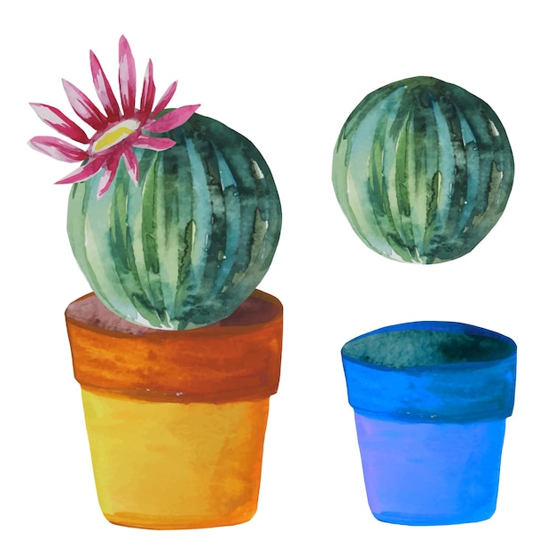 Set of round cacti with a blooming flower in a pot