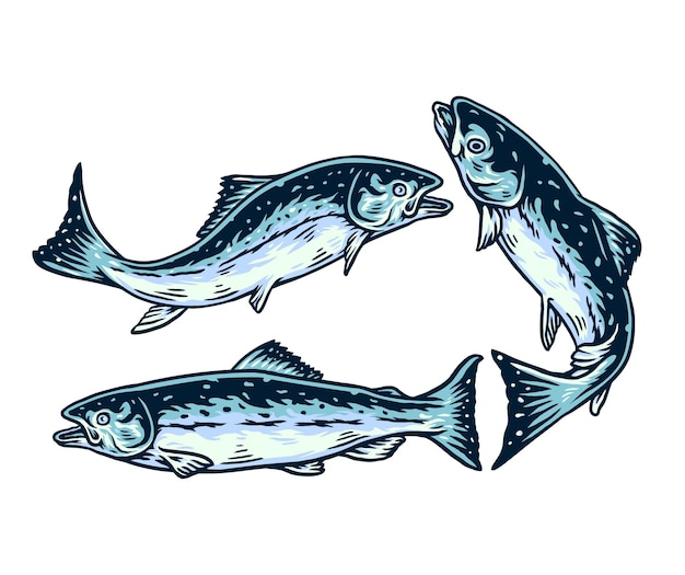 Set of salmon, hand drawn line with digital color, vector illustration