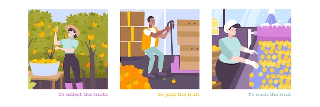 set of scenes of people who collect pack and wash fruits