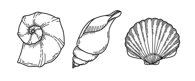 Set of sea shells vector illustration of seashells on isolated background sketch of conch and clam i